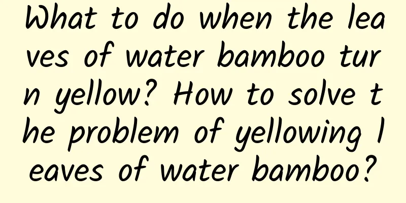 What to do when the leaves of water bamboo turn yellow? How to solve the problem of yellowing leaves of water bamboo?