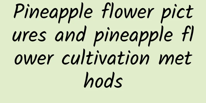 Pineapple flower pictures and pineapple flower cultivation methods