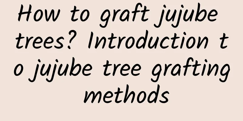 How to graft jujube trees? Introduction to jujube tree grafting methods