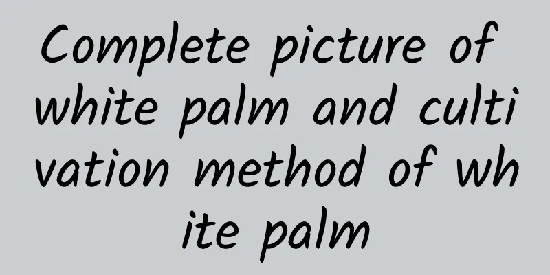 Complete picture of white palm and cultivation method of white palm