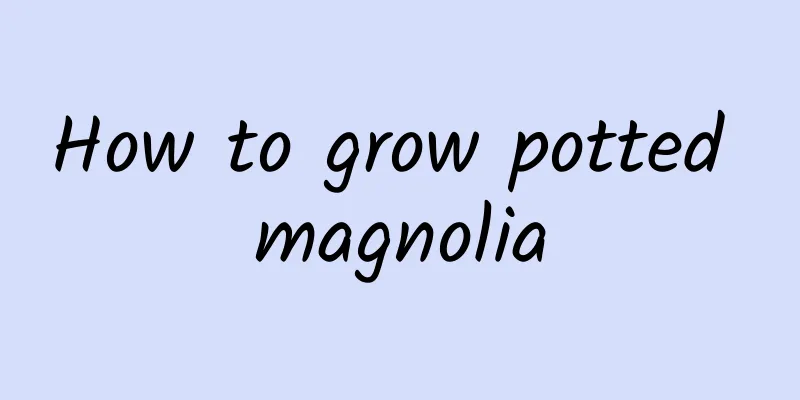 How to grow potted magnolia