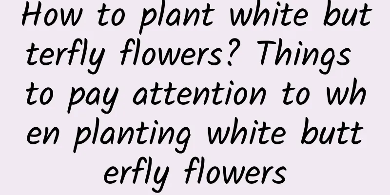 How to plant white butterfly flowers? Things to pay attention to when planting white butterfly flowers