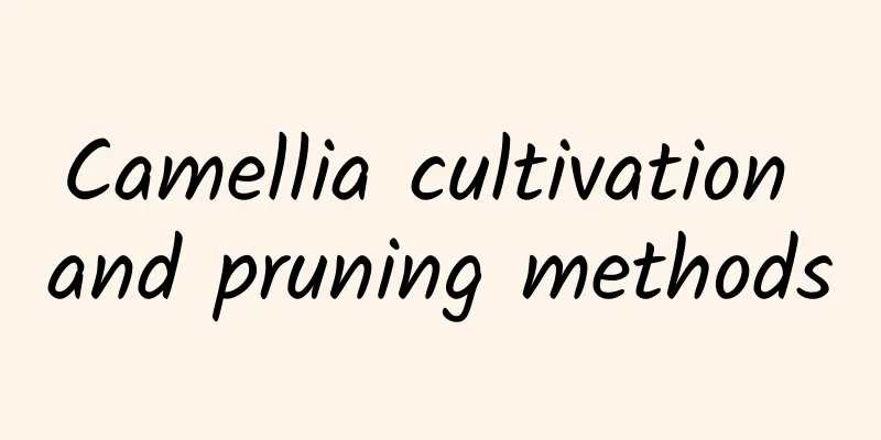 Camellia cultivation and pruning methods