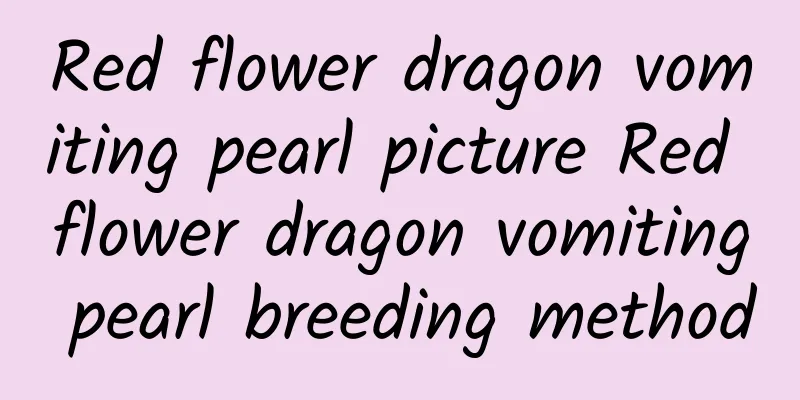 Red flower dragon vomiting pearl picture Red flower dragon vomiting pearl breeding method