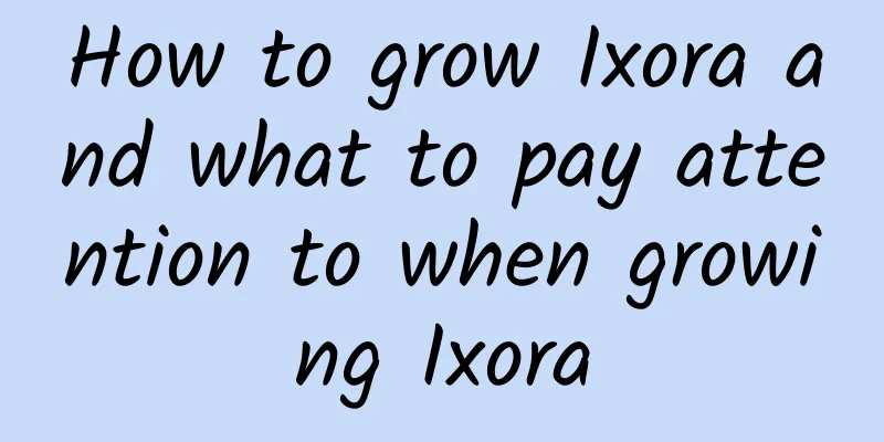 How to grow Ixora and what to pay attention to when growing Ixora