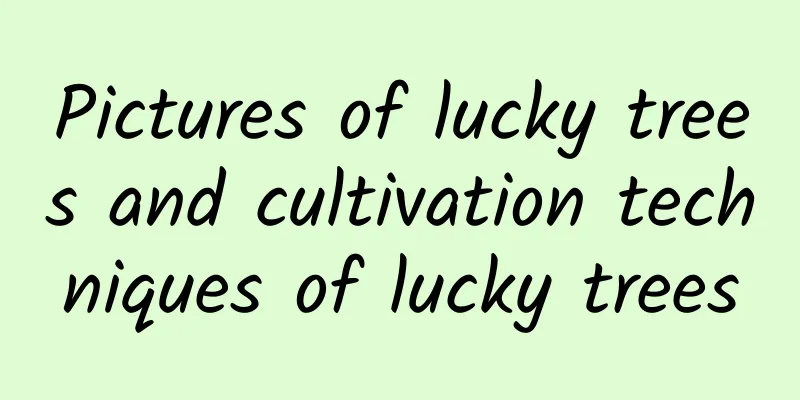 Pictures of lucky trees and cultivation techniques of lucky trees