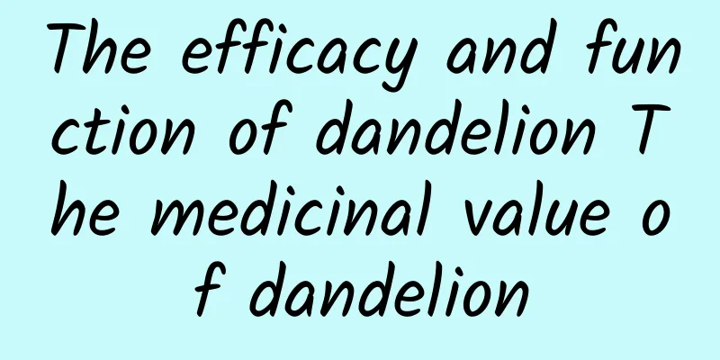 The efficacy and function of dandelion The medicinal value of dandelion