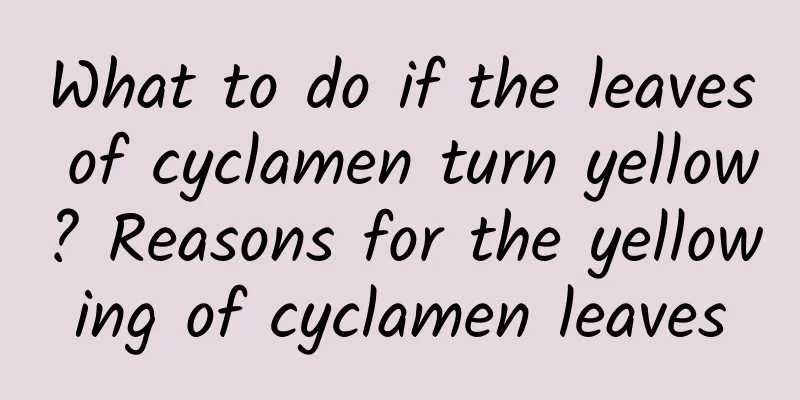 What to do if the leaves of cyclamen turn yellow? Reasons for the yellowing of cyclamen leaves