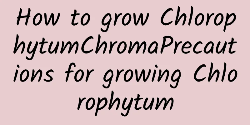 How to grow ChlorophytumChromaPrecautions for growing Chlorophytum