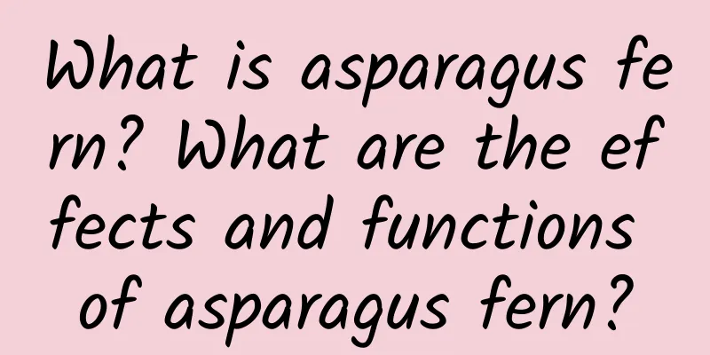 What is asparagus fern? What are the effects and functions of asparagus fern?