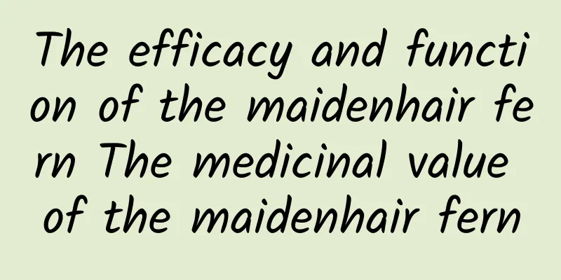 The efficacy and function of the maidenhair fern The medicinal value of the maidenhair fern