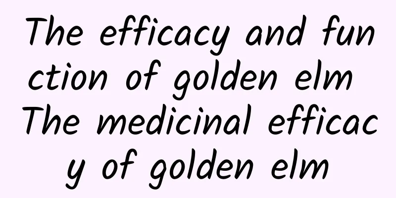 The efficacy and function of golden elm The medicinal efficacy of golden elm