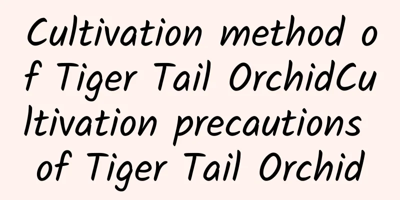 Cultivation method of Tiger Tail OrchidCultivation precautions of Tiger Tail Orchid