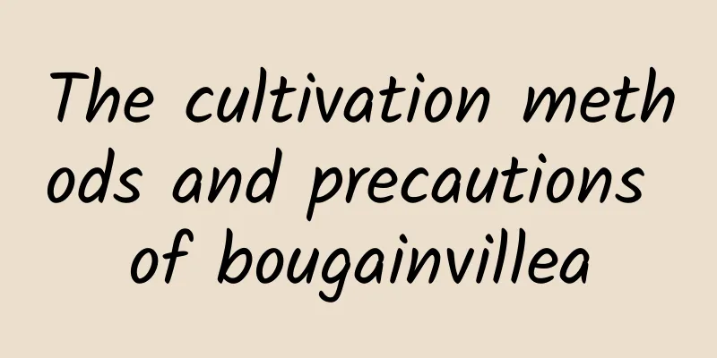 The cultivation methods and precautions of bougainvillea