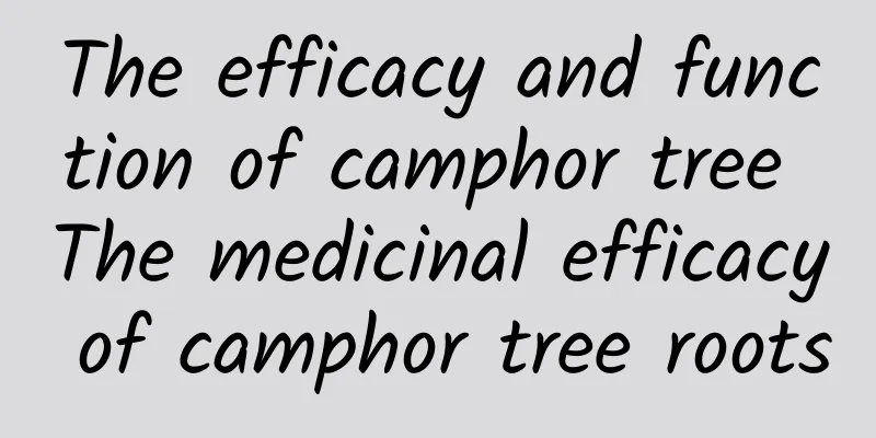 The efficacy and function of camphor tree The medicinal efficacy of camphor tree roots