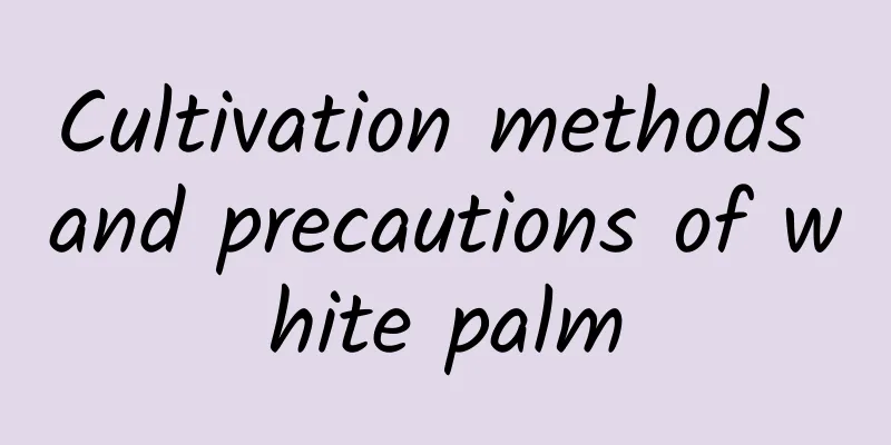 Cultivation methods and precautions of white palm