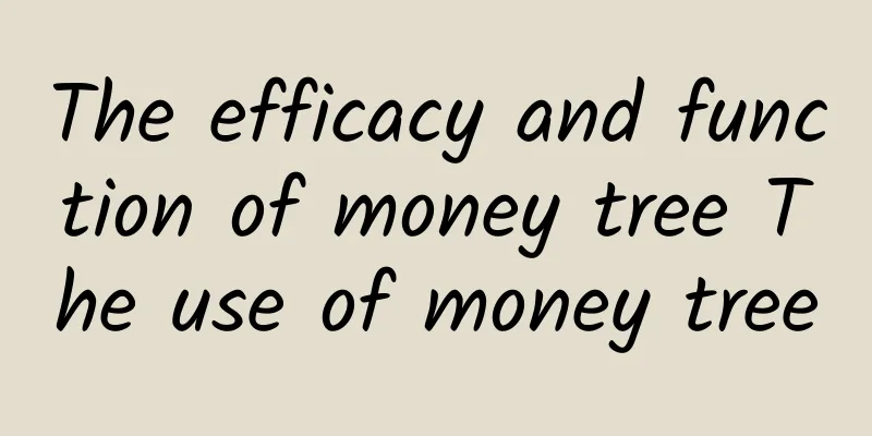 The efficacy and function of money tree The use of money tree