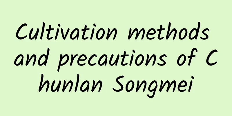 Cultivation methods and precautions of Chunlan Songmei