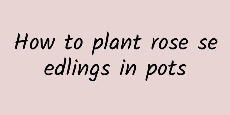 How to plant rose seedlings in pots