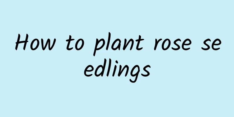 How to plant rose seedlings