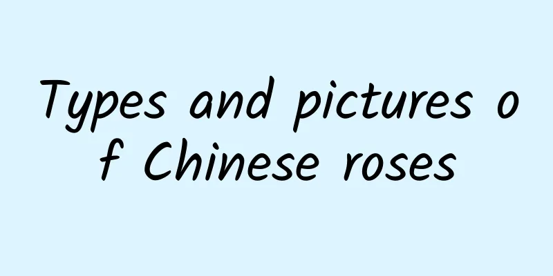 Types and pictures of Chinese roses