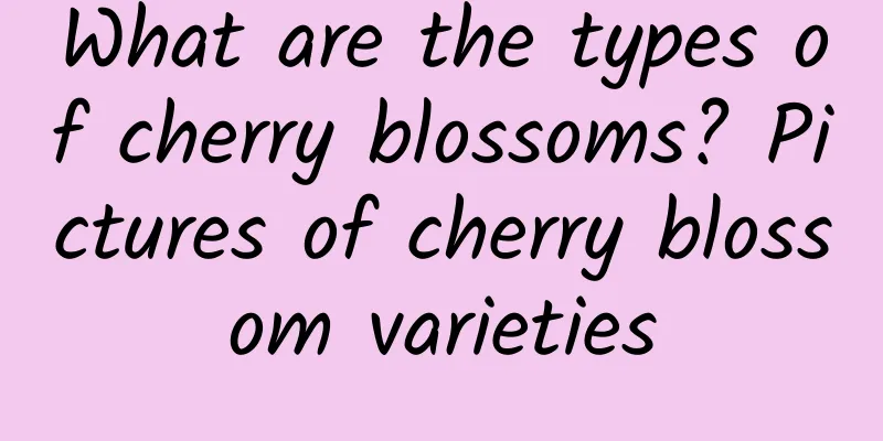 What are the types of cherry blossoms? Pictures of cherry blossom varieties