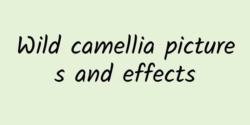 Wild camellia pictures and effects