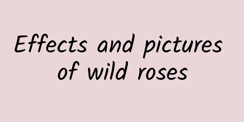 Effects and pictures of wild roses