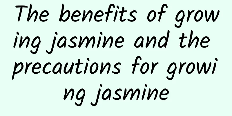 The benefits of growing jasmine and the precautions for growing jasmine