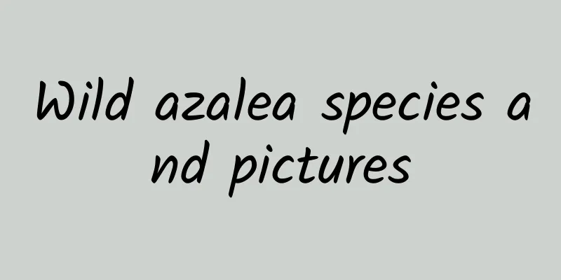 Wild azalea species and pictures