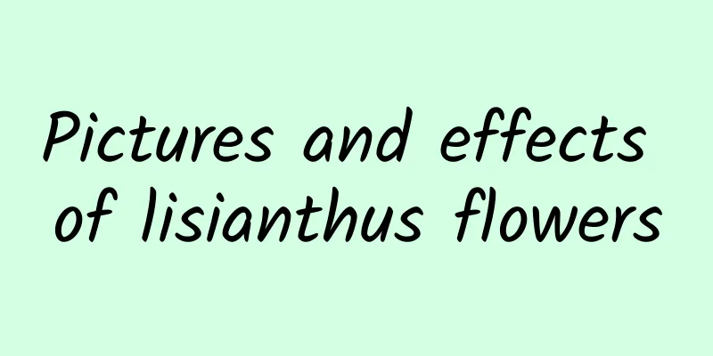 Pictures and effects of lisianthus flowers