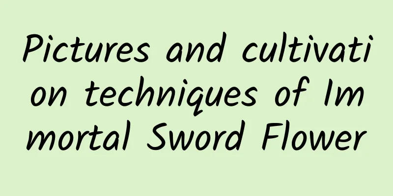 Pictures and cultivation techniques of Immortal Sword Flower