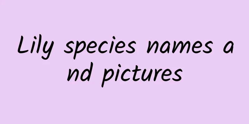 Lily species names and pictures