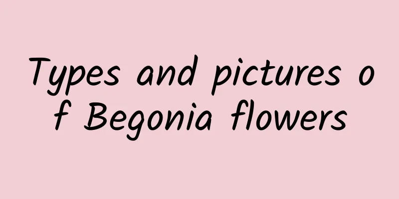 Types and pictures of Begonia flowers