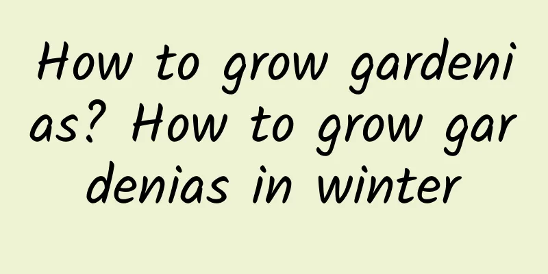 How to grow gardenias? How to grow gardenias in winter