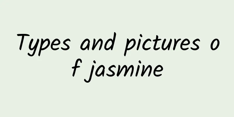 Types and pictures of jasmine