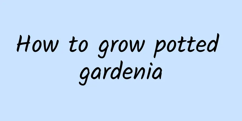 How to grow potted gardenia