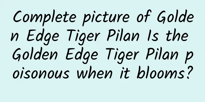 Complete picture of Golden Edge Tiger Pilan Is the Golden Edge Tiger Pilan poisonous when it blooms?