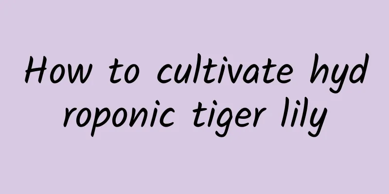 How to cultivate hydroponic tiger lily