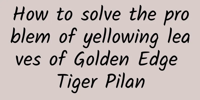 How to solve the problem of yellowing leaves of Golden Edge Tiger Pilan