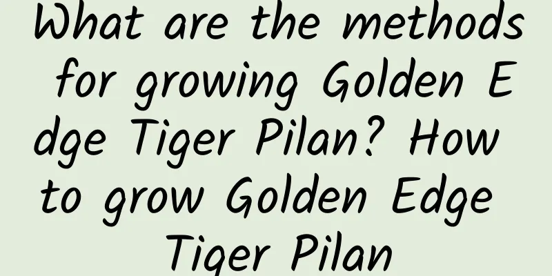 What are the methods for growing Golden Edge Tiger Pilan? How to grow Golden Edge Tiger Pilan