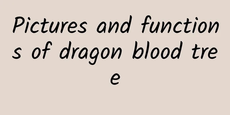 Pictures and functions of dragon blood tree