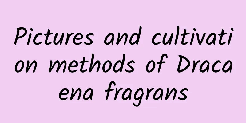 Pictures and cultivation methods of Dracaena fragrans