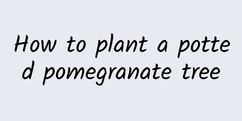 How to plant a potted pomegranate tree