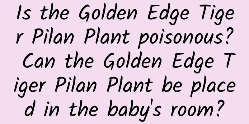 Is the Golden Edge Tiger Pilan Plant poisonous? Can the Golden Edge Tiger Pilan Plant be placed in the baby's room?