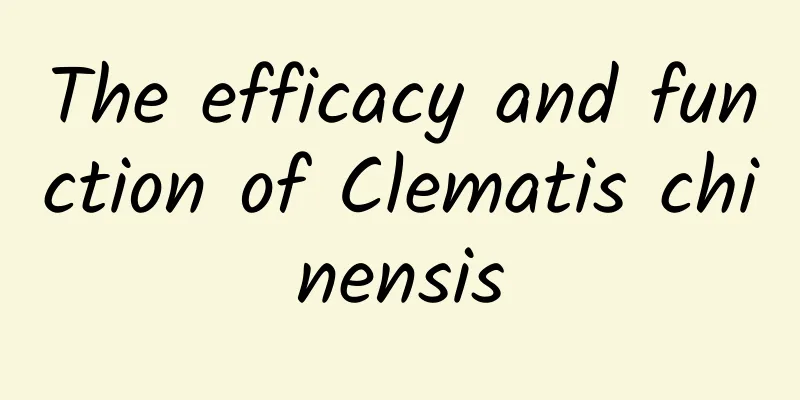 The efficacy and function of Clematis chinensis