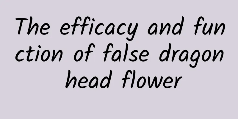 The efficacy and function of false dragon head flower