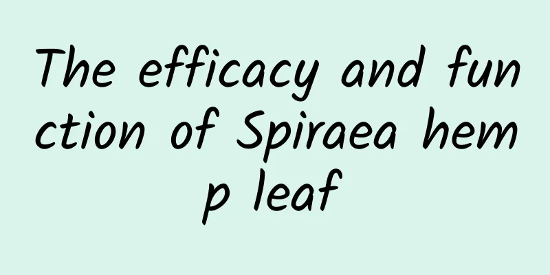 The efficacy and function of Spiraea hemp leaf