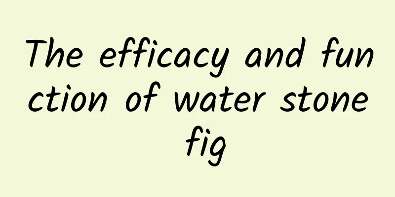 The efficacy and function of water stone fig