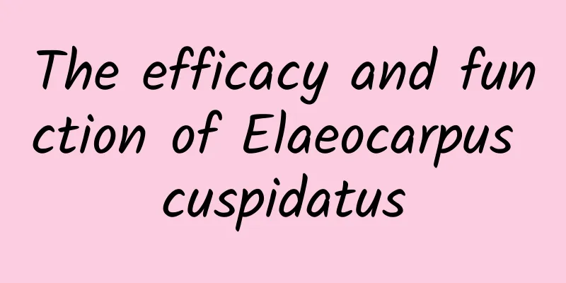 The efficacy and function of Elaeocarpus cuspidatus